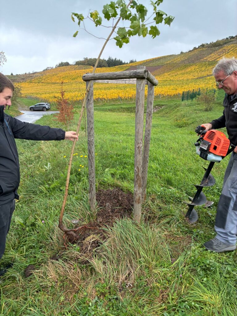 Baumpflanzchallenge 2025 - 10